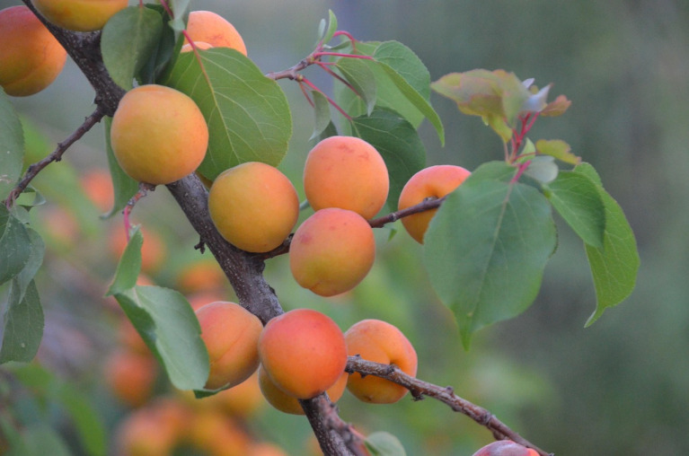 regenerative agriculture farm